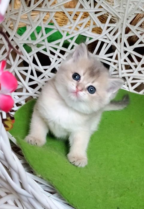 Ласковые и ручные малышики,  котята золотая шиншилла.