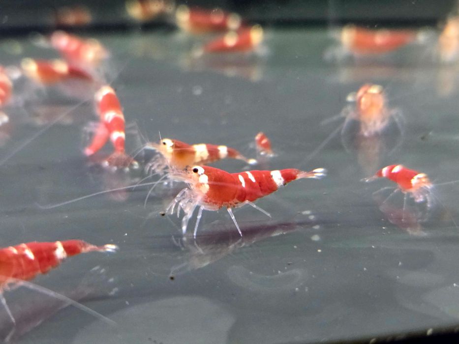 Krewetka caridina super crystal red