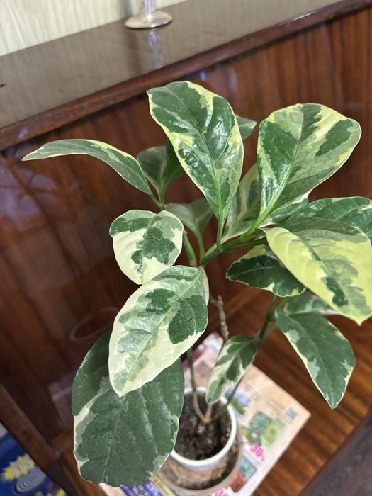 Продам псевдоэрантемумы