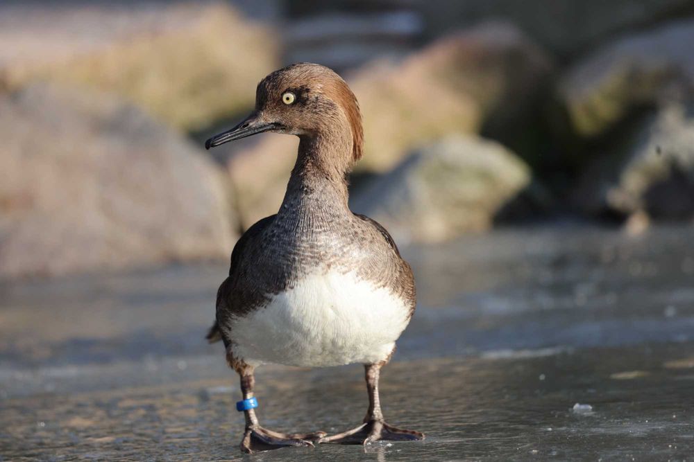 Kaczka Tracz Kapturnik SAMICA