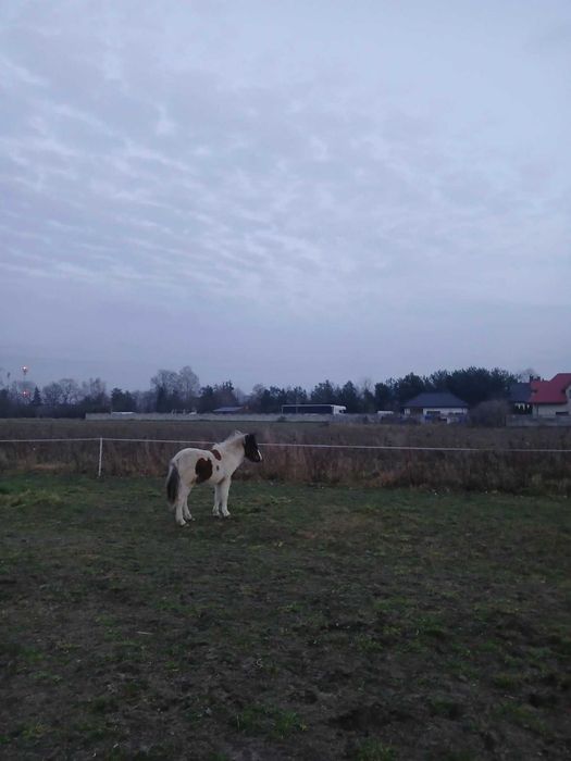 Sprzedam zrebice kucyk