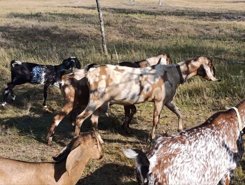 100% англо-нубійські кози