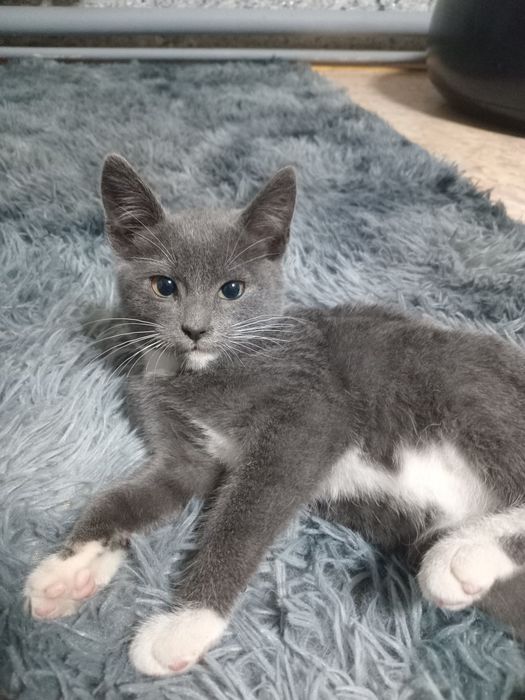 Котёнок мальчик.