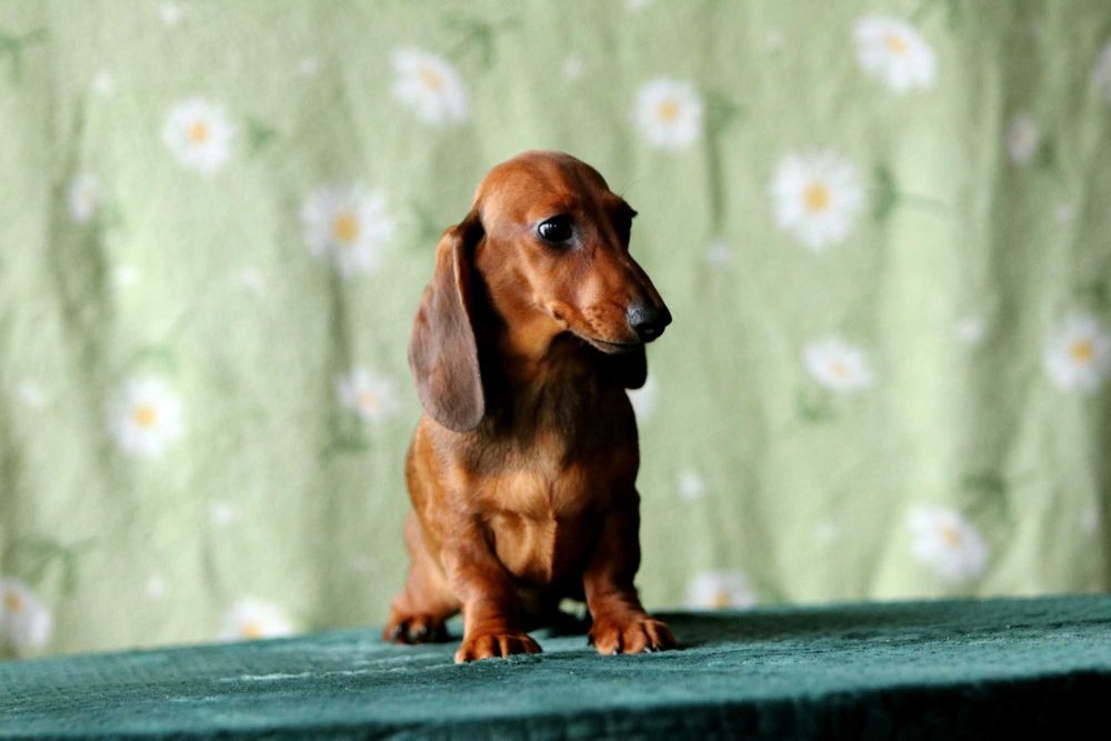 Jamnik króliczy krótkowłosy ZKwP/FCI śliczna ANACHITTA