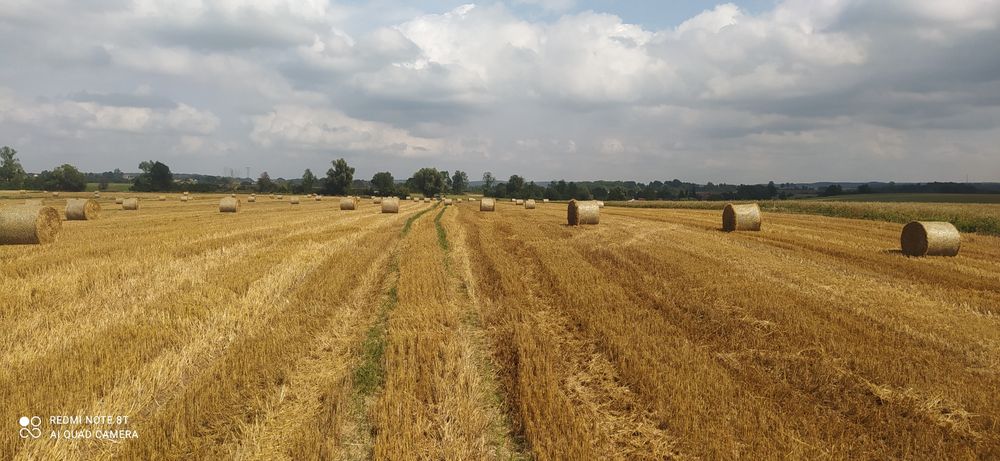 Słoma  pszenna pszenżyta