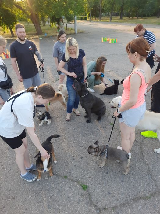 Дрессировка собак. Хендлинг