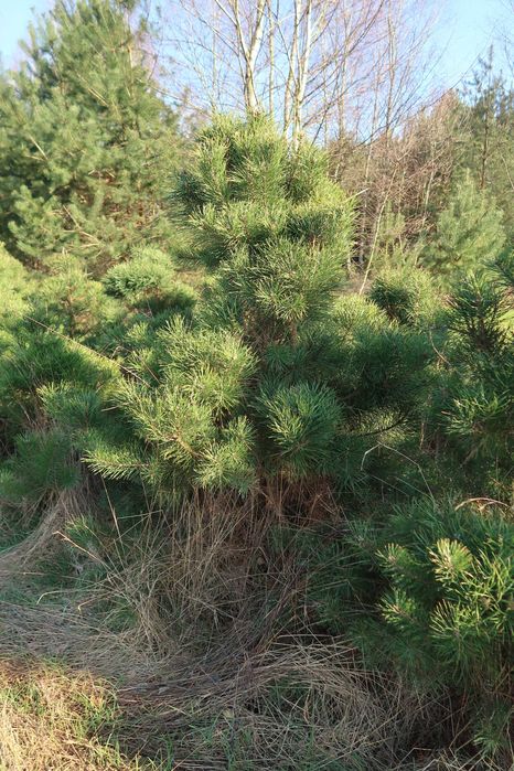 Sosny przycinane, gęste do ogródka, na działkę