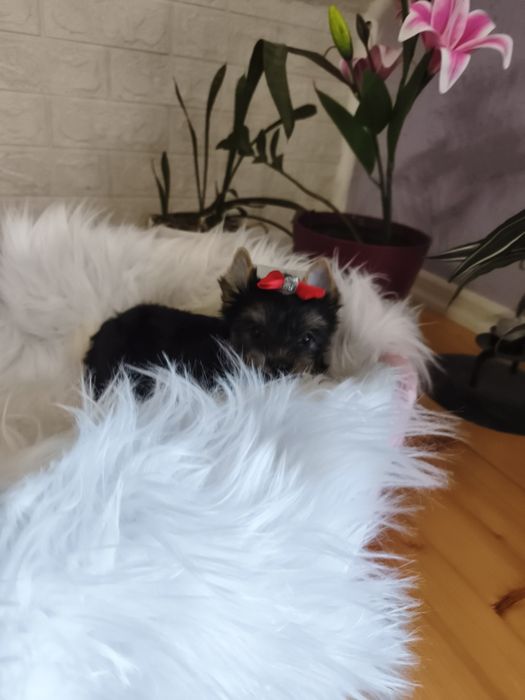 Yorkshire terrier śliczna dziewczynka