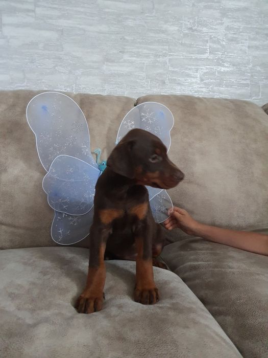 Шикарные мальчишки и днвчёнки добермана КСУ-FCI