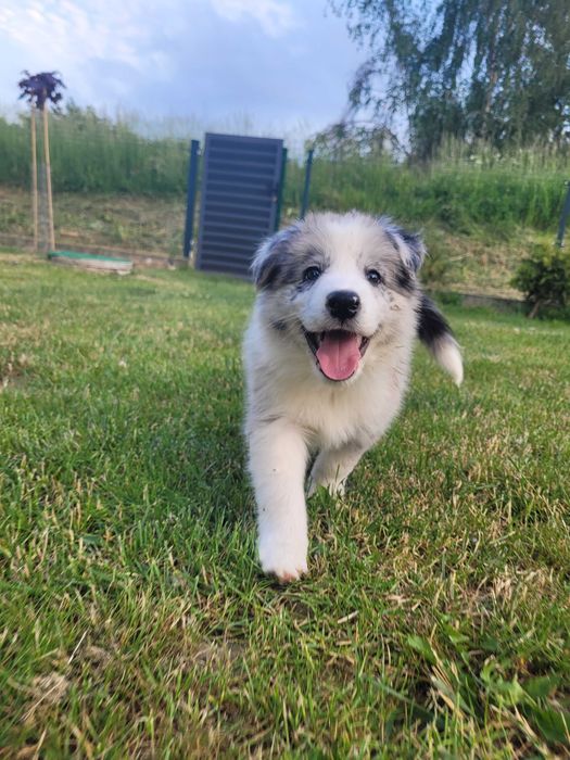 Border collie ZKwP blue merle Gotowy do odbioru