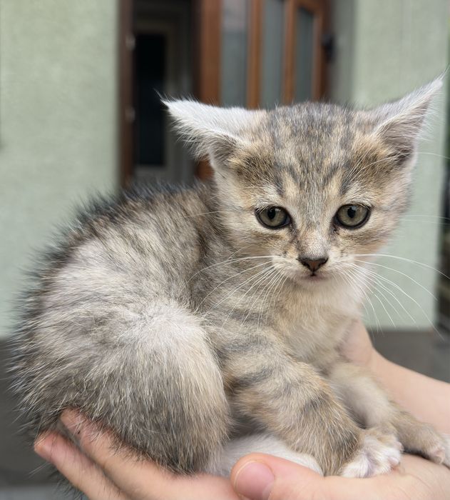 Кошенята .. Віддамо в люблячі руки