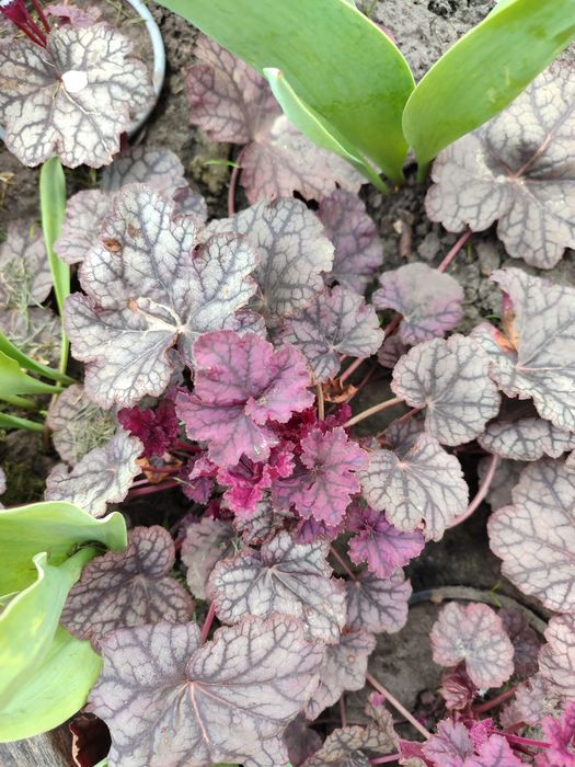 Гейхера садова в горщику