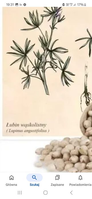 Łubin słodki łubin