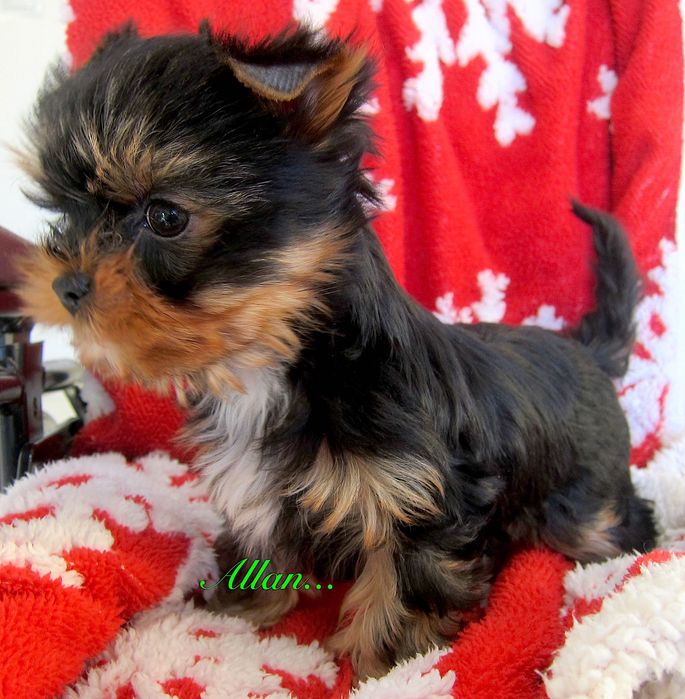 Piesek   mini york  z Bolesławca