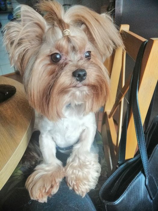 York mały reproduktor krycie