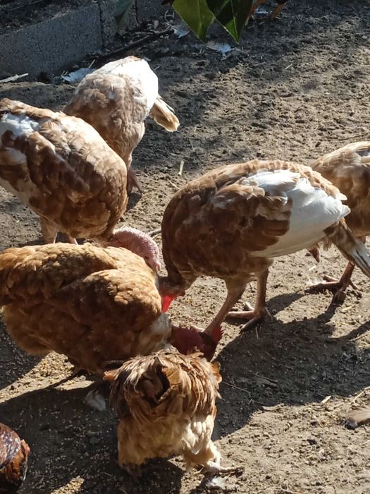 Gansos e perus caseiros