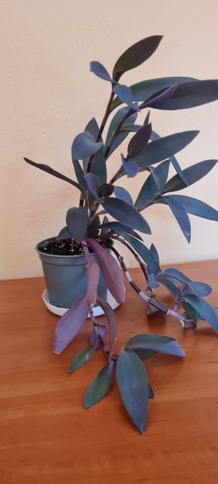 Duża gęsta mocna zdrowa trzykrotka purpurowa  + gratis