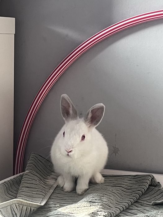 Bardzo ładny oswojony królik miniaturka