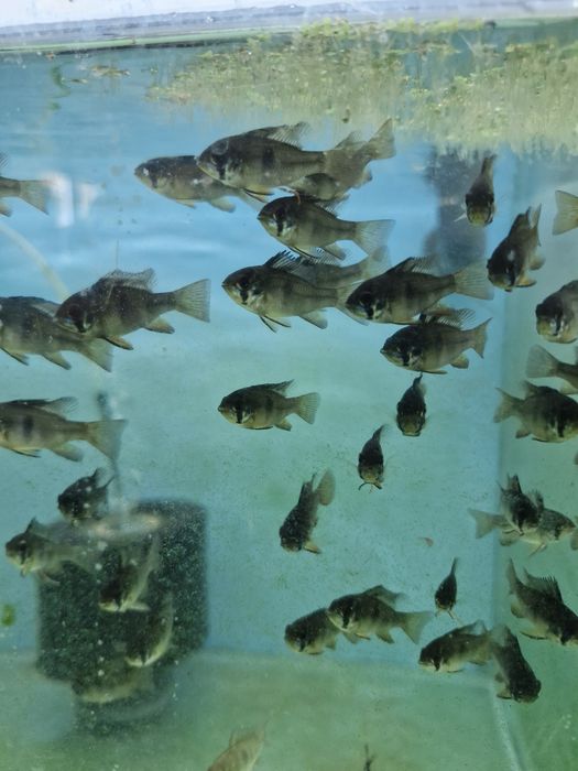 Ramirezi dark nacional