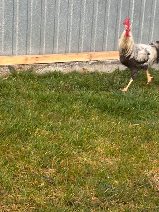 Kogut włoszka z czerwca 2025