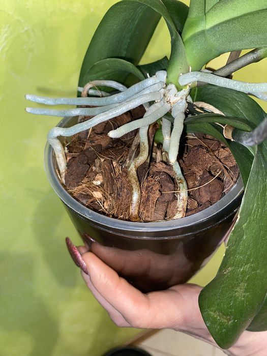 Орхідея домашня Рауль