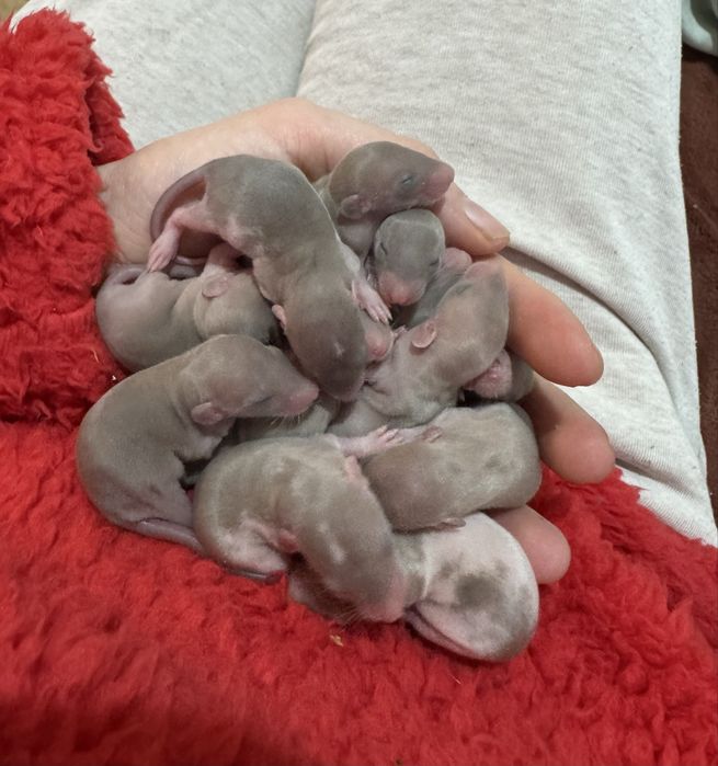 Malutkie Szczurki Dumbo Szukaj Domu Szczur Szczurek Szczury 