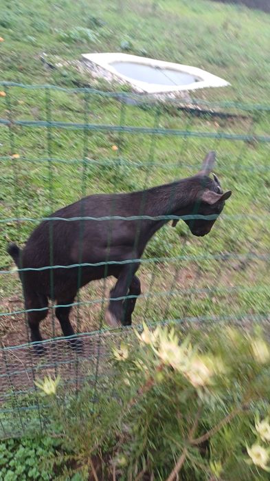 Cabra de raça grande boa raca tem 3  meses