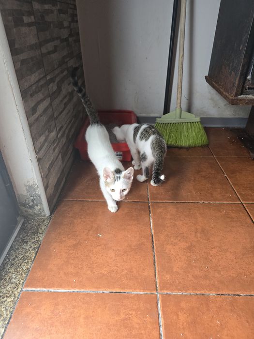 Fêmea e macho adopção