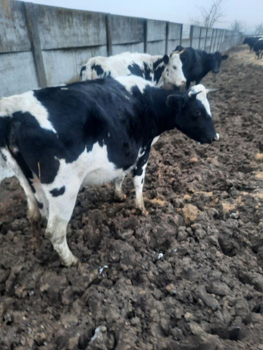 Krowa mleczna hf z mlekiem