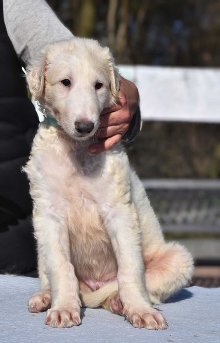 Chart rosyjski borzoj-piesek