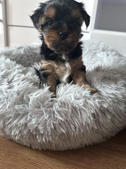 Yorkshire Terrier