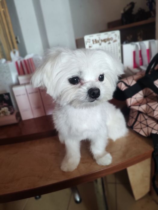 В'язка мальтійскої болонки