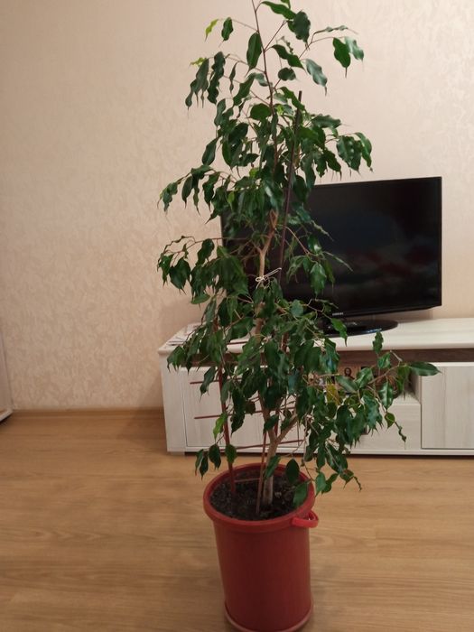 Фікус бенджаміна ,квіти