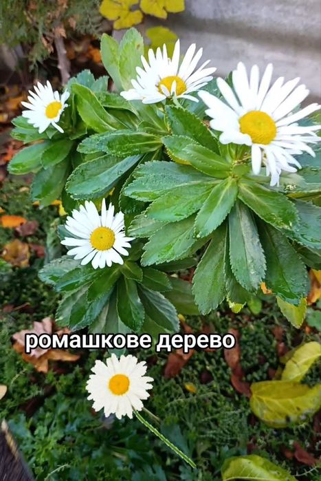 Рослини з власного саду