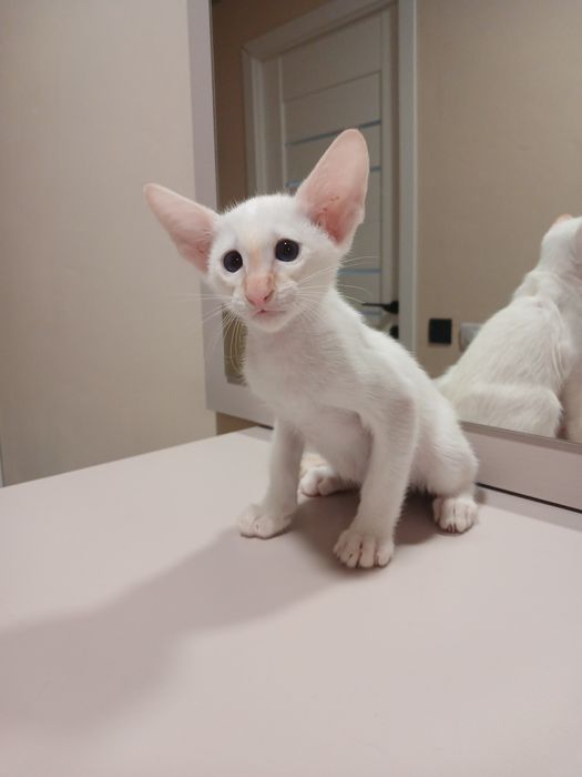 Орієнтальний хлопчик