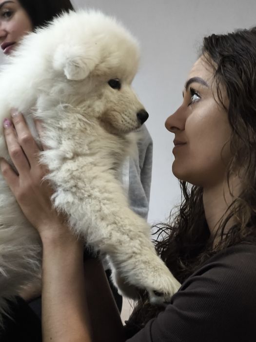 Samoyedy suczki ZKwP/FCI