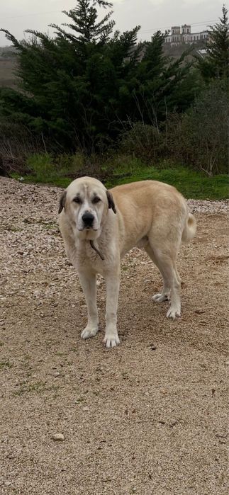 Cao pastor transmontano dou