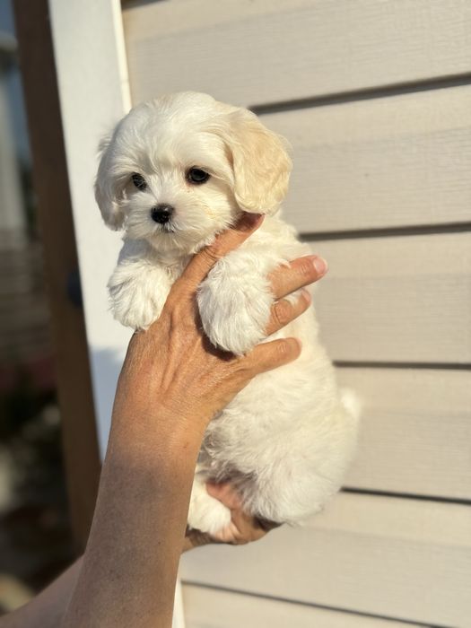 Мальтіпу бебі фейс київ