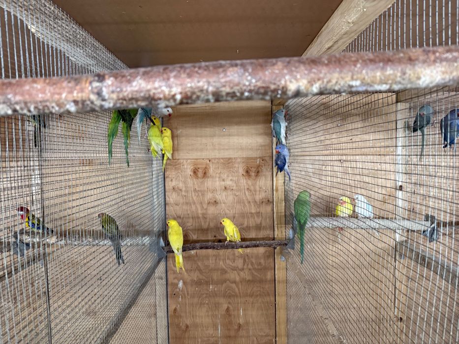 Aleksandretty obrożne