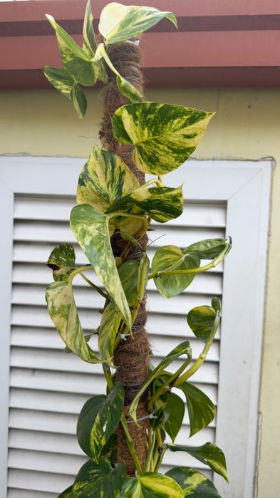 Planta jiboia | Epipremnum aureus.