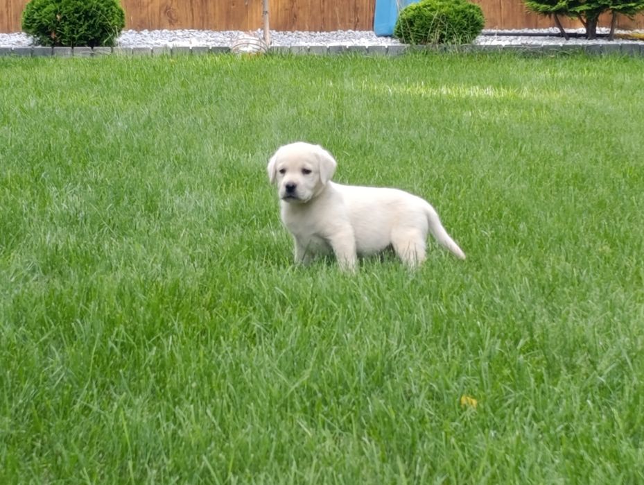 Labrador retriever