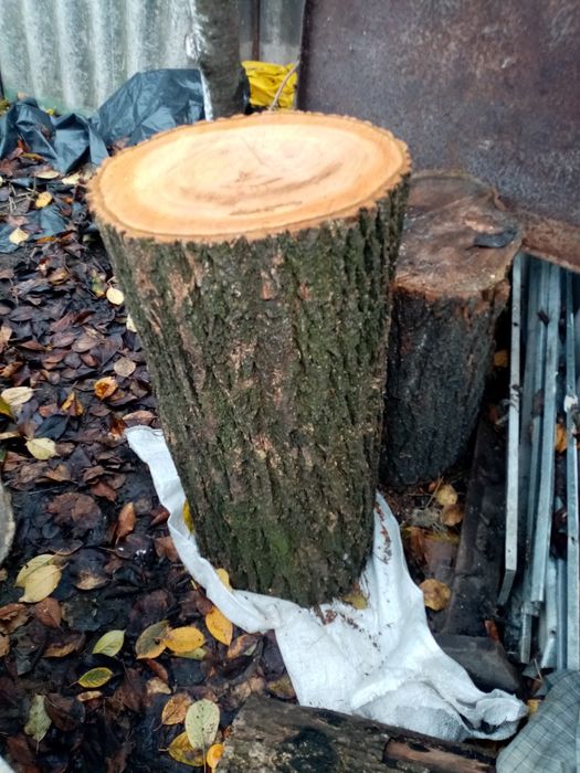 Продам деревянные колоды, кругляк с абрикосы