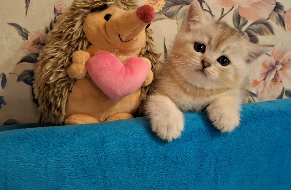 Обаятельные котята