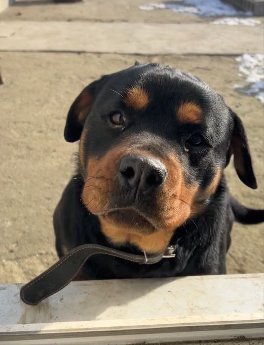 Віддам собаку ротвейлер