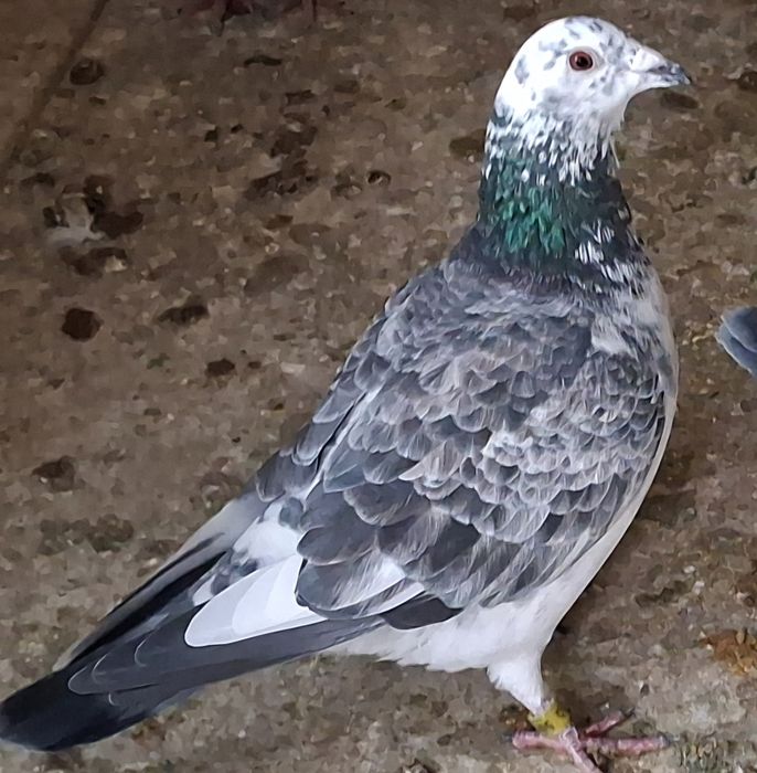 Gołębie pocztowe 2025