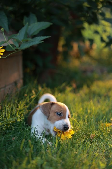 Cappuccino z charakterem – wyjątkowy Jack Russell Terrier chłopiec