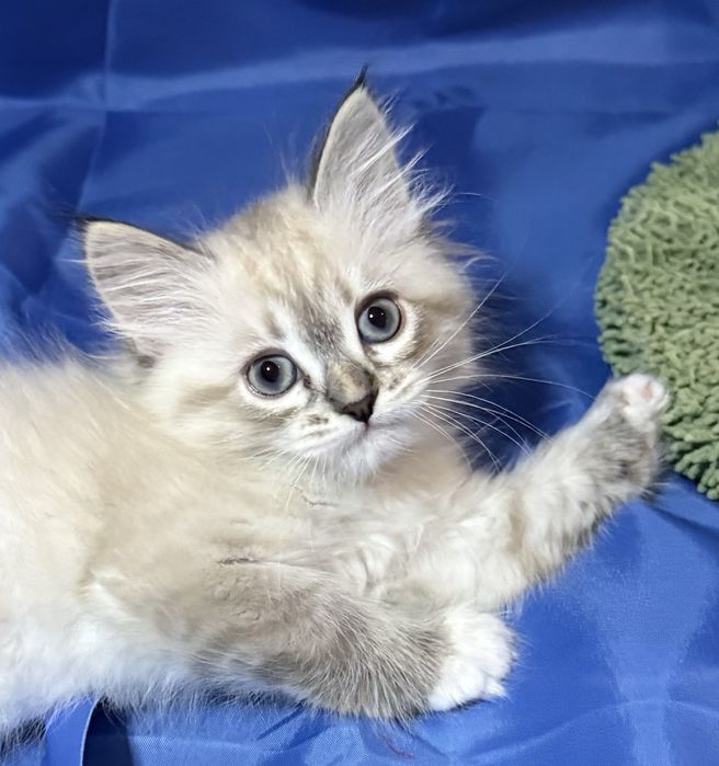 Syberyjska dziewczynka