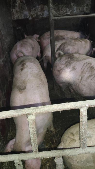 Продам свиней живою вагою.