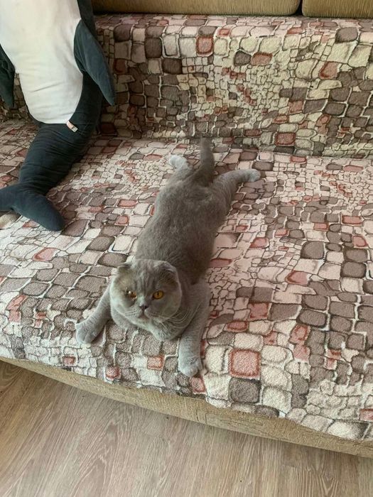 Жених ищет кошечку для вязки