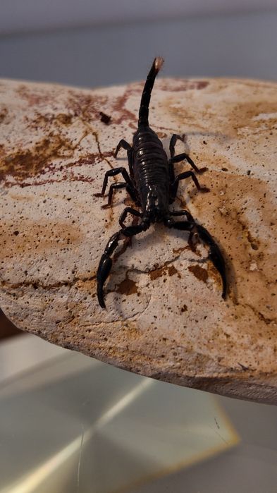 Heterometrus spinifer